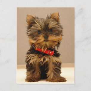 Postal Yorkie Products