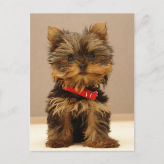 Postal Yorkie Products