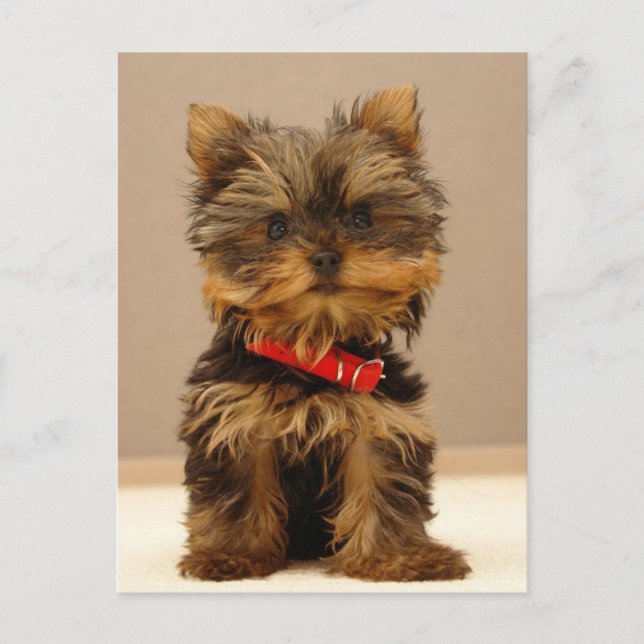 Postal Yorkie Products (Anverso)