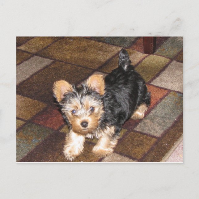 Postal Yorkie Puppy (Anverso)