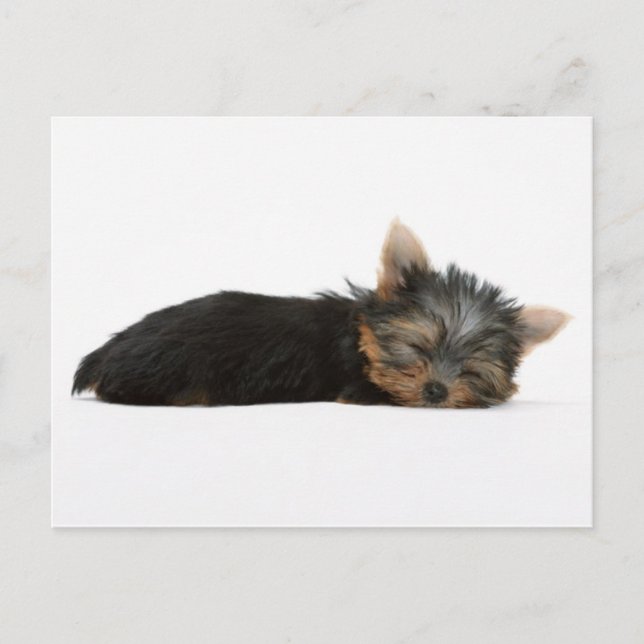 Postal Yorkie Puppy durmiendo (Anverso)