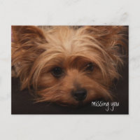 Yorkie te echa de menos