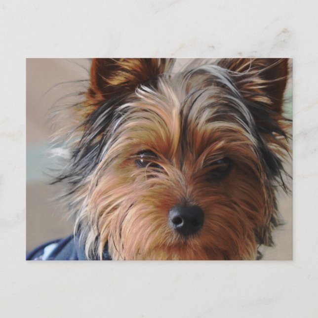 Postal Yorkie Terrier (Anverso)