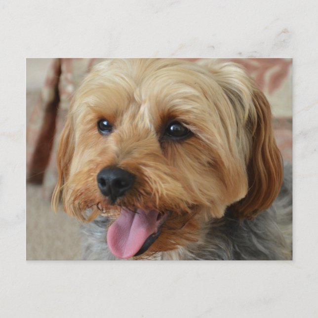 Postal Yorkie Zac (Anverso)