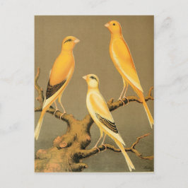 POSTAL YORKSHIRE CANARIES