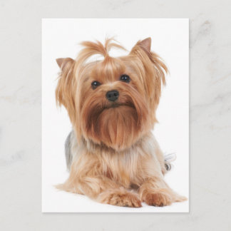 Postal Yorkshire Terrier