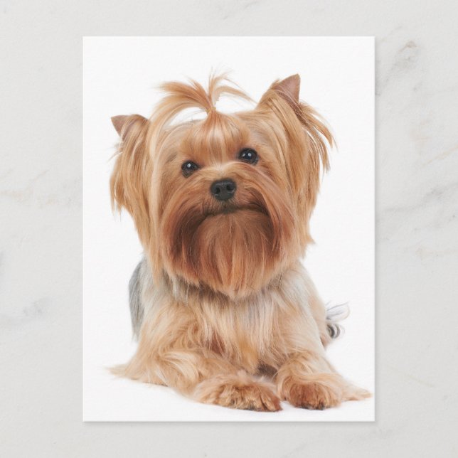 Postal Yorkshire Terrier (Anverso)