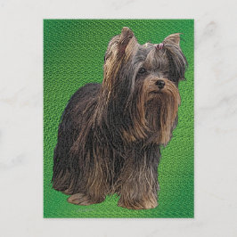 Postal Yorkshire Terrier