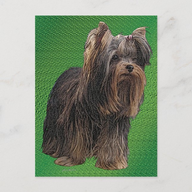 Postal Yorkshire Terrier (Anverso)