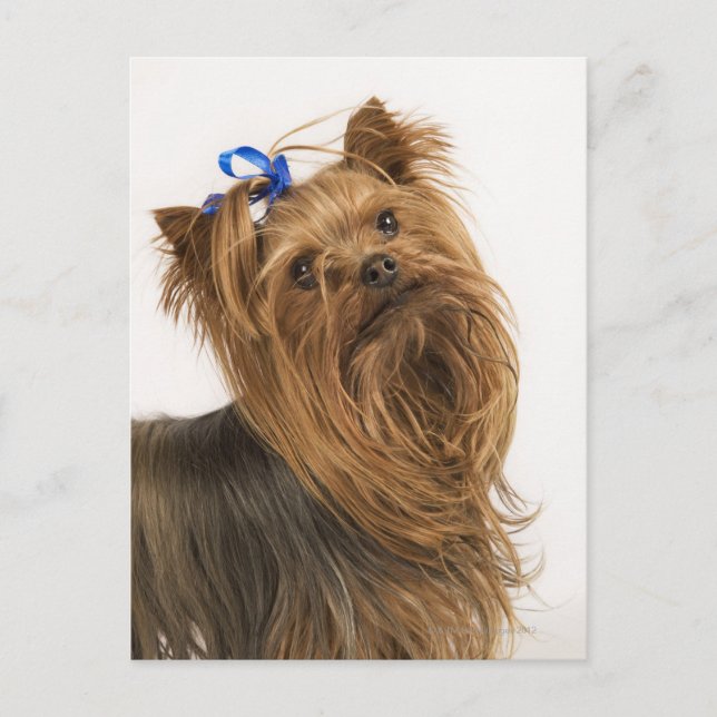 Postal Yorkshire Terrier (Anverso)