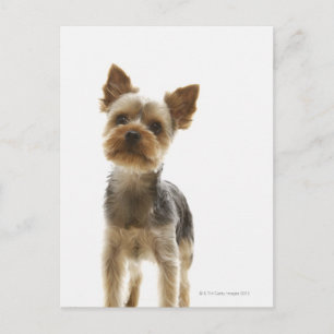 Postal Yorkshire Terrier