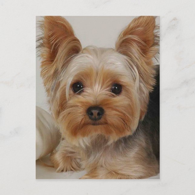Postal Yorkshire Terrier (Anverso)