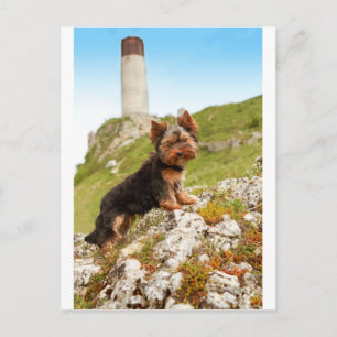 Postal Yorkshire Terrier