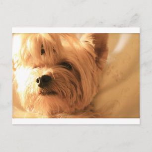 Postal Yorkshire Terrier