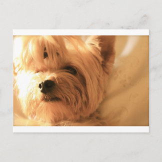 Postal Yorkshire Terrier