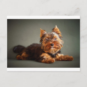 Postal Yorkshire Terrier
