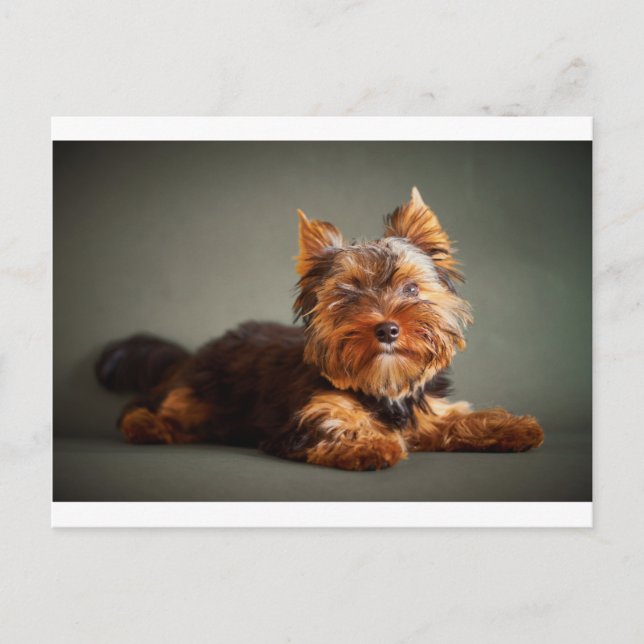Postal Yorkshire Terrier (Anverso)