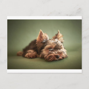 Postal Yorkshire Terrier