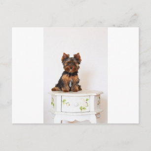 Postal Yorkshire Terrier
