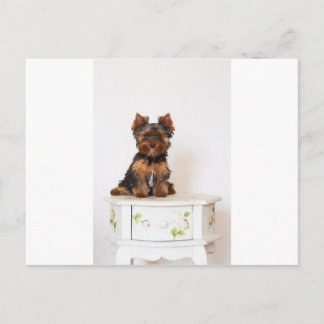 Postal Yorkshire Terrier