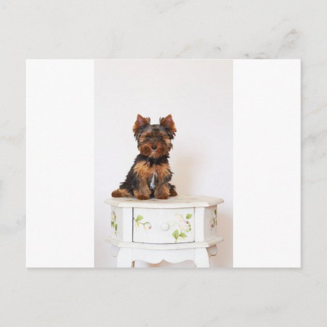 Postal Yorkshire Terrier (Anverso)
