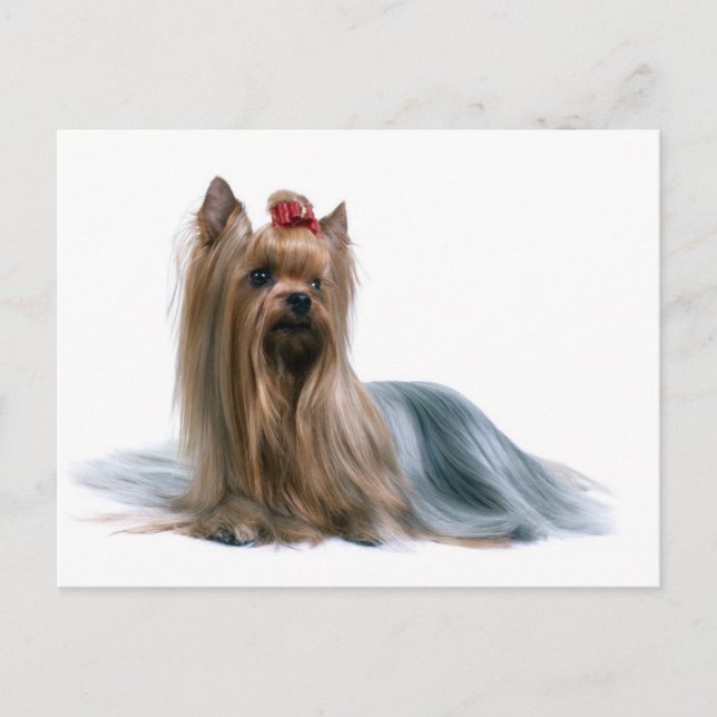 Postal Yorkshire Terrier (Anverso)