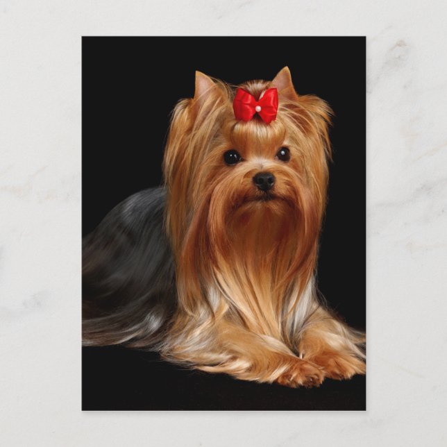Postal Yorkshire Terrier (Anverso)