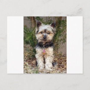 Postal Yorkshire Terrier