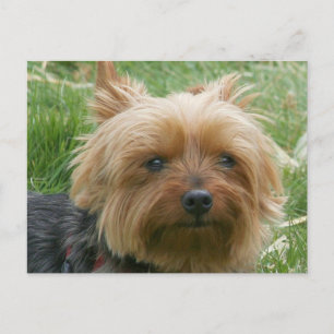Postal Yorkshire Terrier