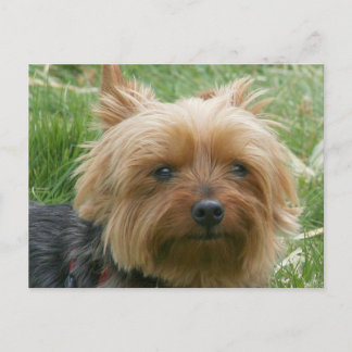 Postal Yorkshire Terrier