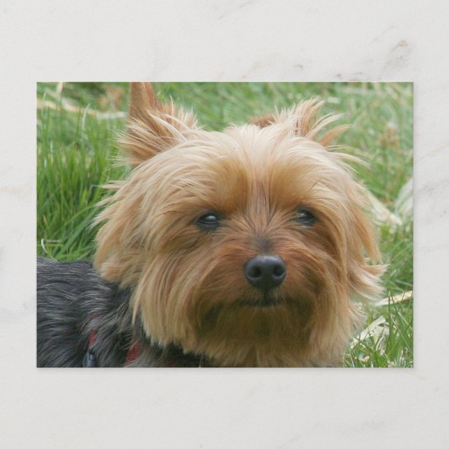 Postal Yorkshire Terrier (Anverso)