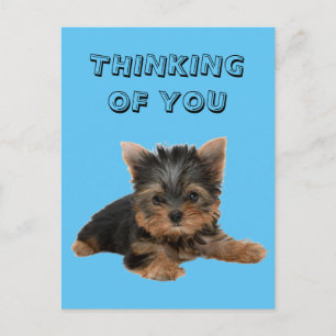 POSTAL YORKSHIRE TERRIER