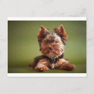 Postal Yorkshire Terrier