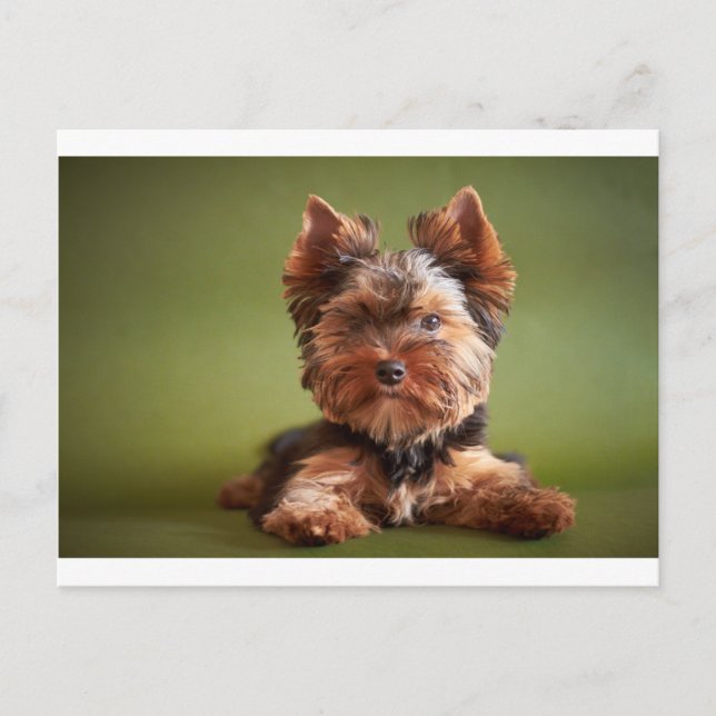 Postal Yorkshire Terrier (Anverso)