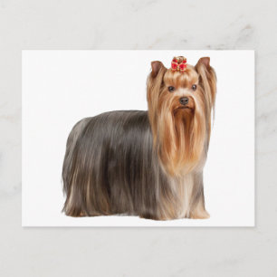 Postal Yorkshire Terrier