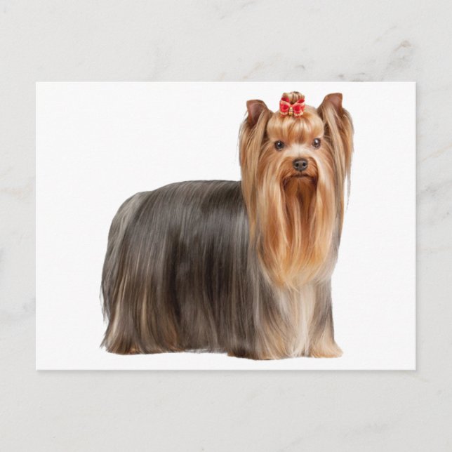 Postal Yorkshire Terrier (Anverso)