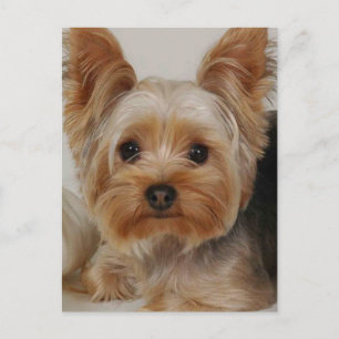 Postal Yorkshire Terrier