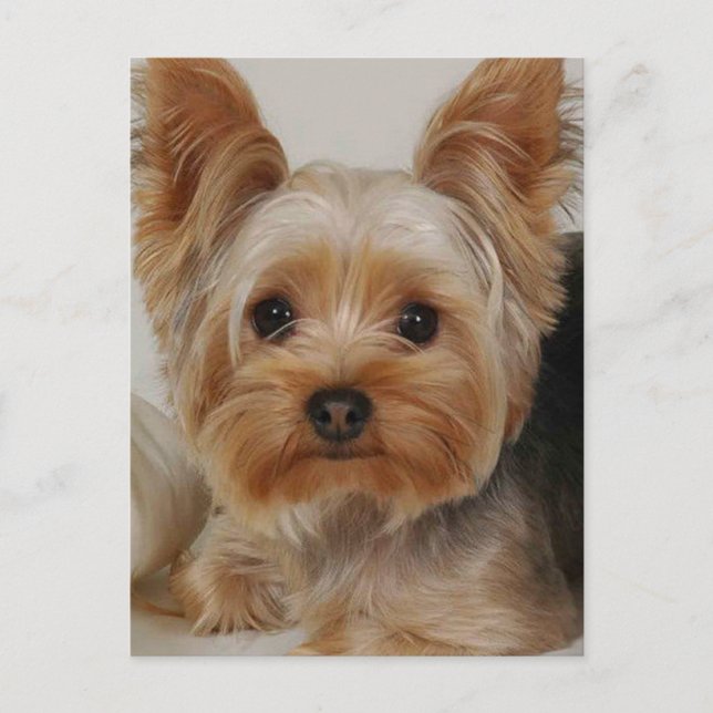 Postal Yorkshire Terrier (Anverso)