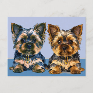 Postal Yorkshire terrier