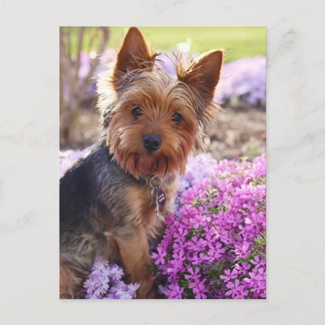 Postal Yorkshire Terrier (Anverso)