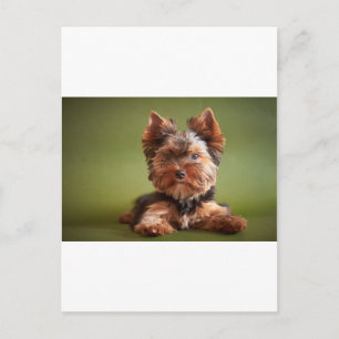 Postal Yorkshire Terrier