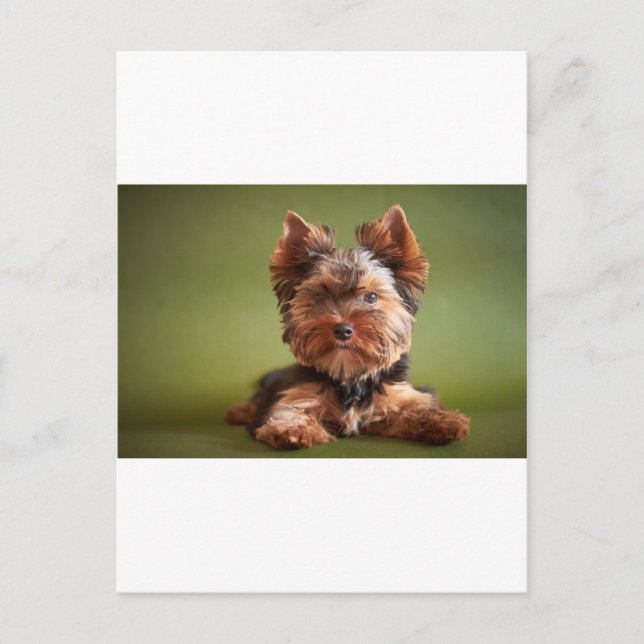 Postal Yorkshire Terrier (Anverso)