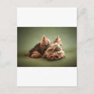 Postal Yorkshire Terrier