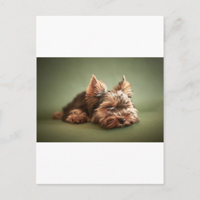 Postal Yorkshire Terrier (Anverso)