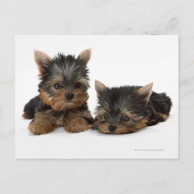 Postal Yorkshire Terrier (Anverso)