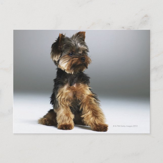 Postal Yorkshire terrier, cerca (Anverso)