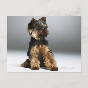 Postal Yorkshire terrier, cerca