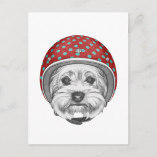 Postal Yorkshire Terrier Daredevil