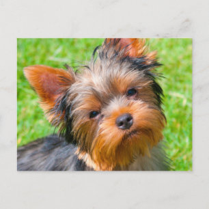 Postal Yorkshire Terrier mirando hacia arriba