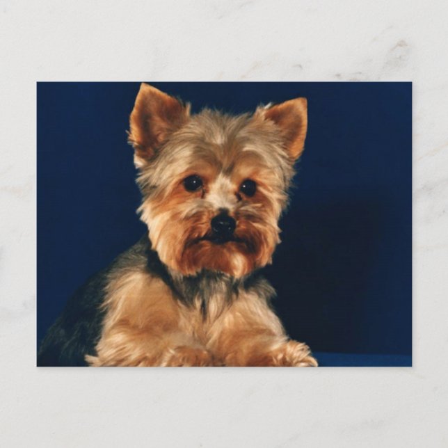 Postal Yorkshire Terrier Puppy (Anverso)